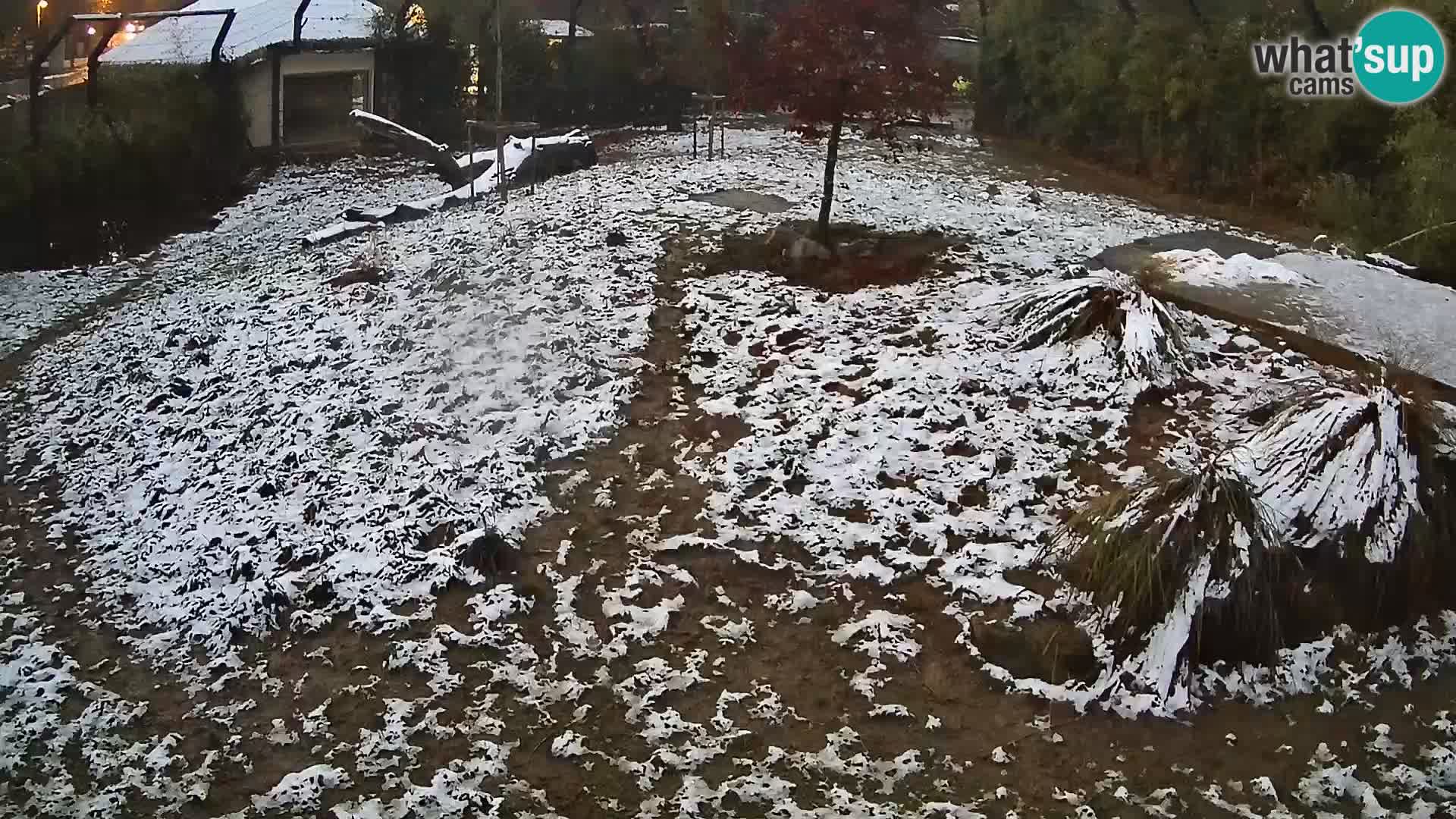 Zoo Ljubljana camera en vivo Leones