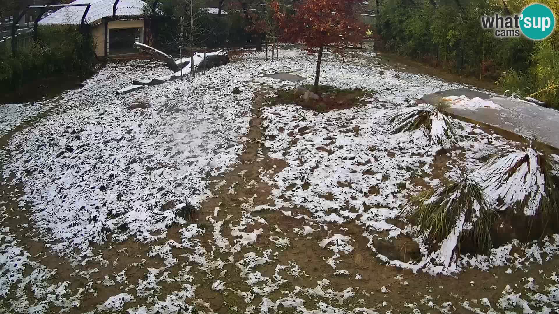 Zoo Ljubljana webcam Löwen