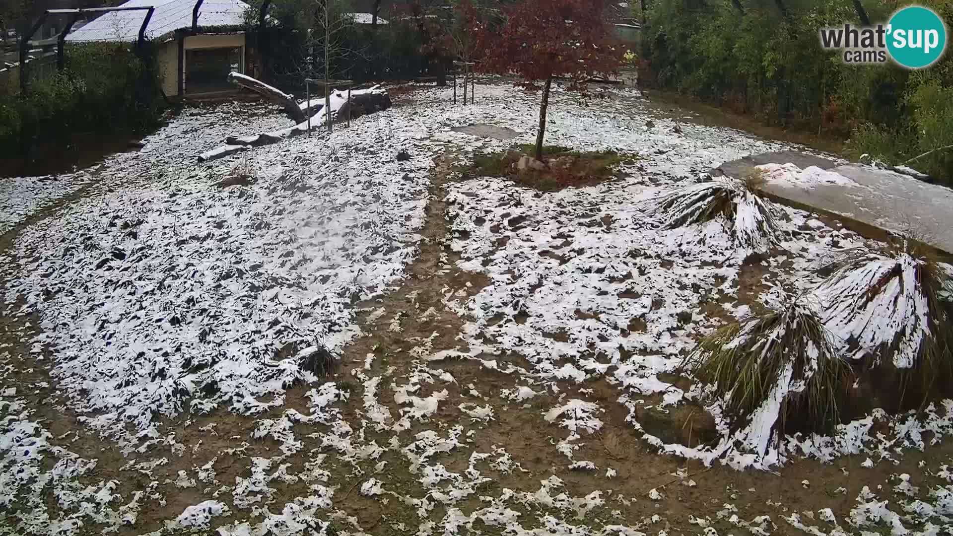 Živalski vrt Ljubljana kamera v živo Levi