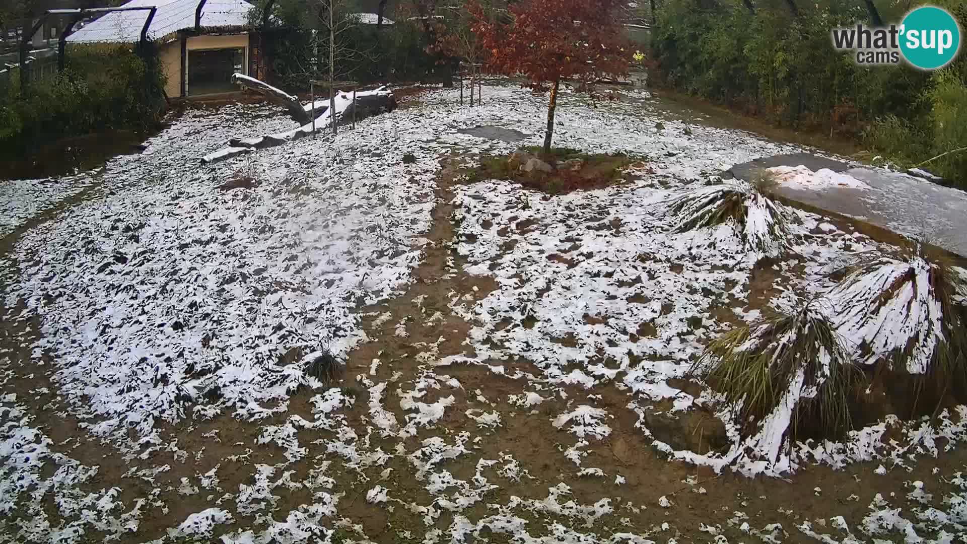 Zoo Ljubljana camera en vivo Leones