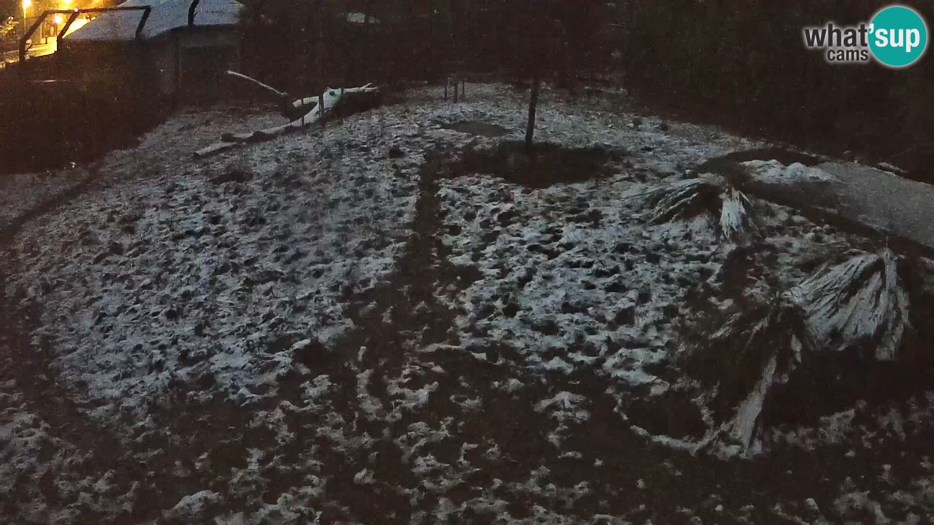 Zoo Ljubljana camera en vivo Leones