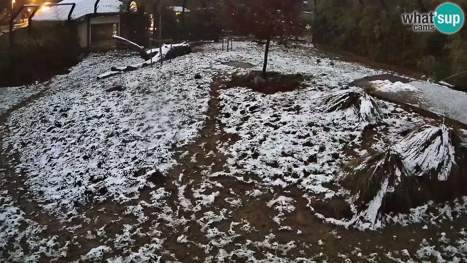 Zoo Ljubljana camera en vivo Leones