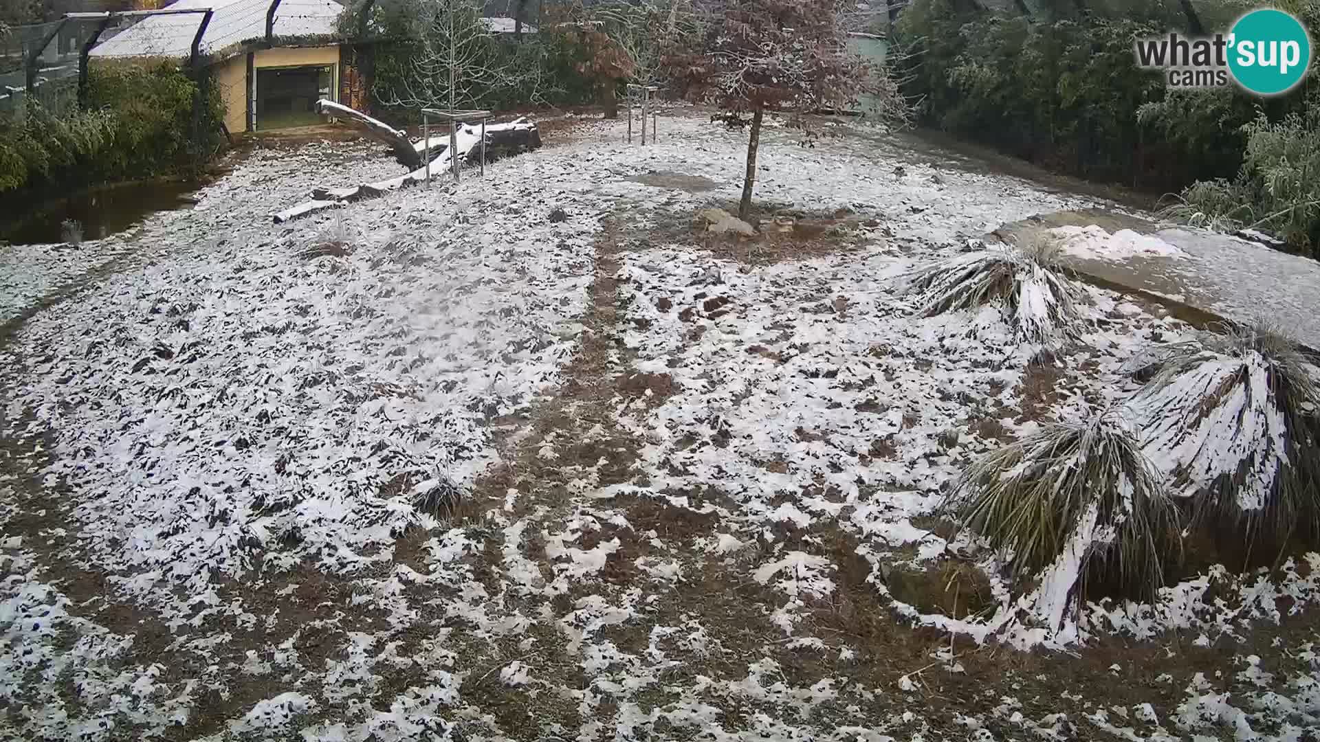 Živalski vrt Ljubljana kamera v živo Levi