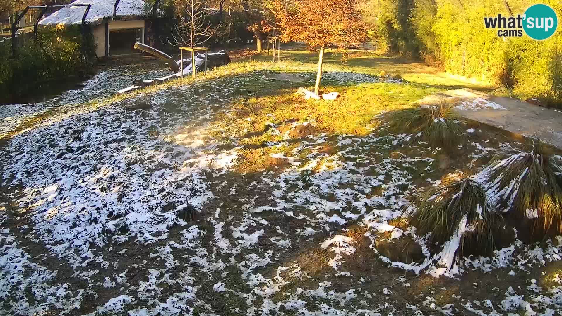 Zoo Ljubljana webcam Löwen