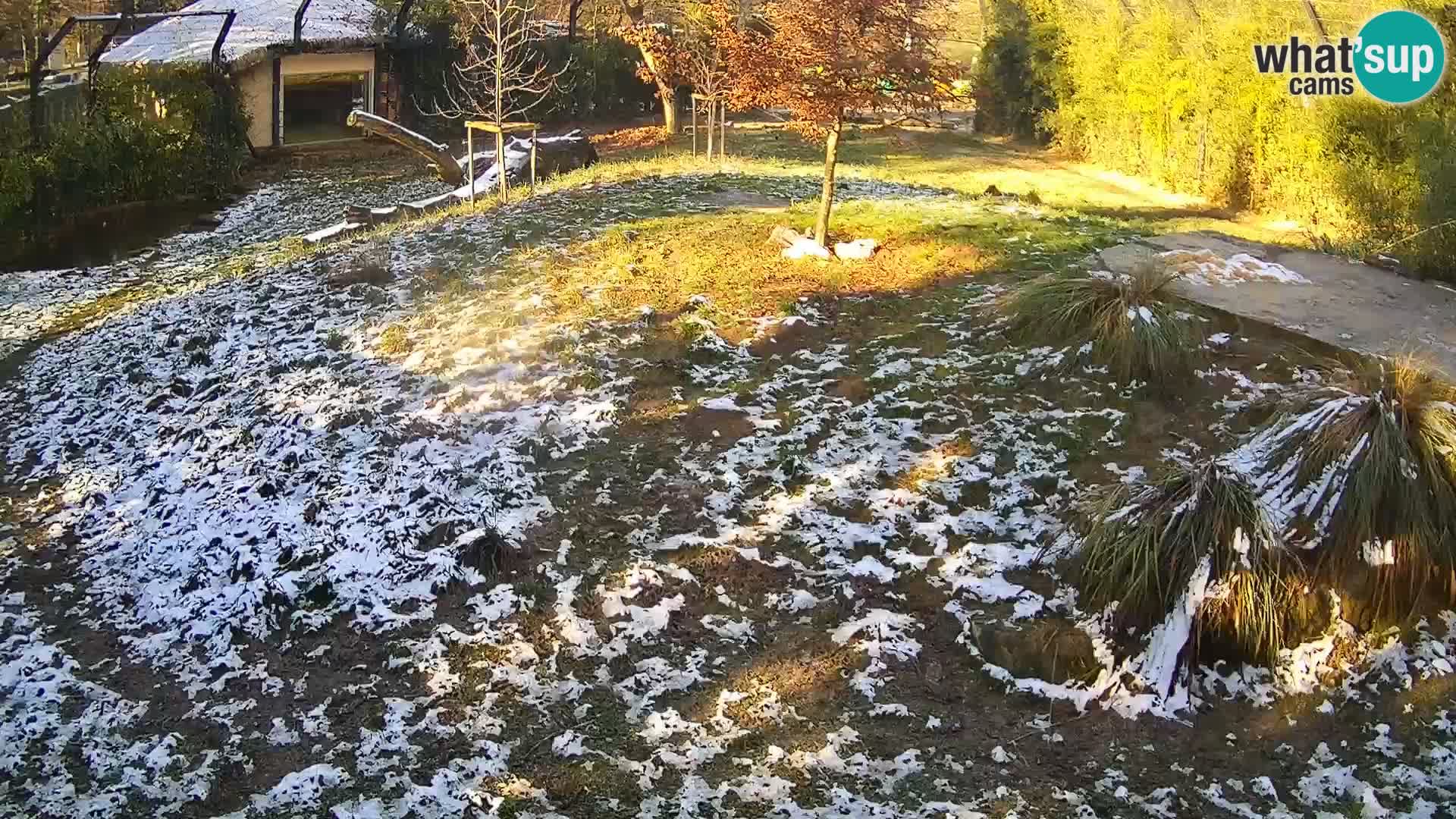 Živalski vrt Ljubljana kamera v živo Levi