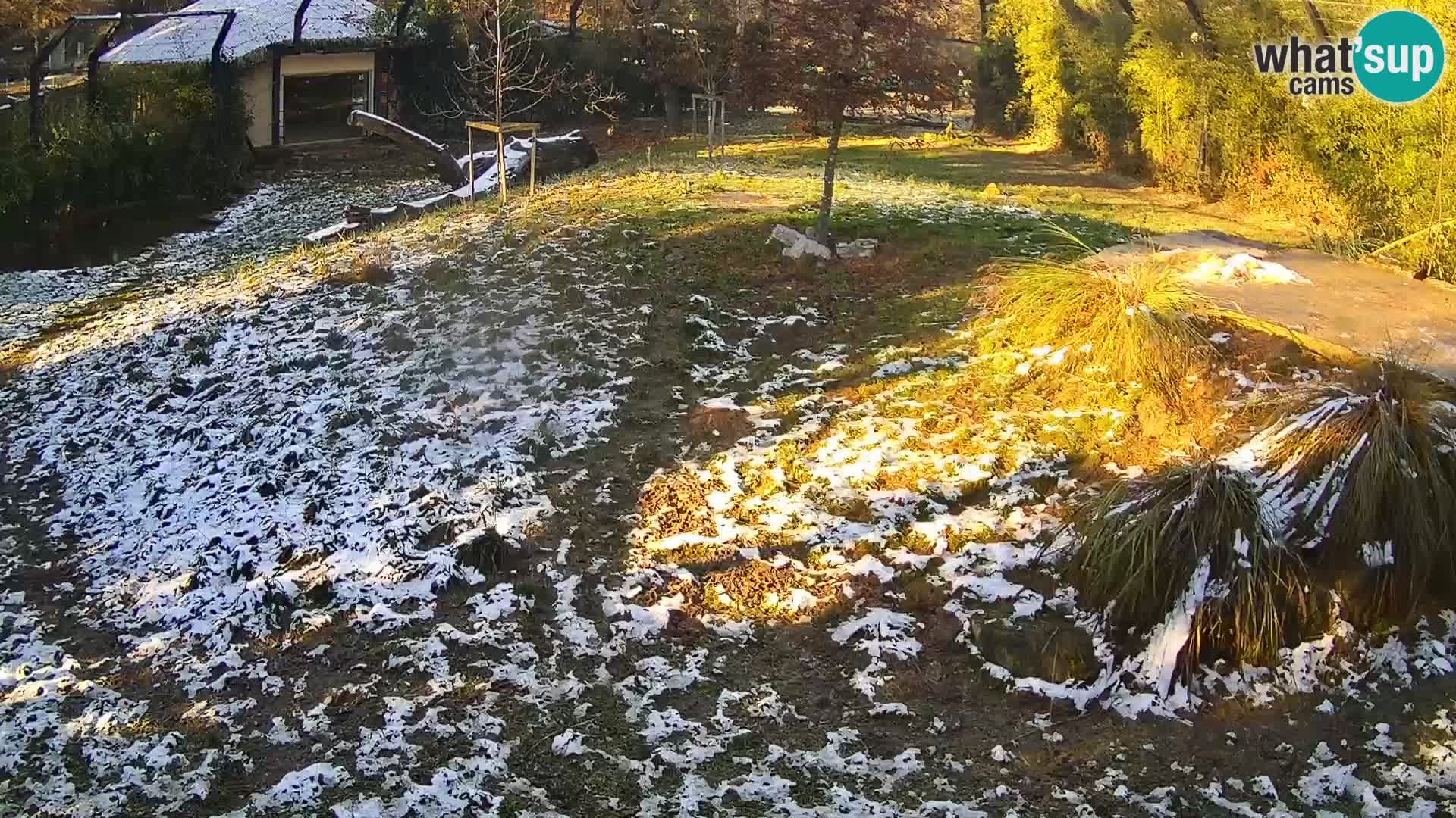 Živalski vrt Ljubljana kamera v živo Levi