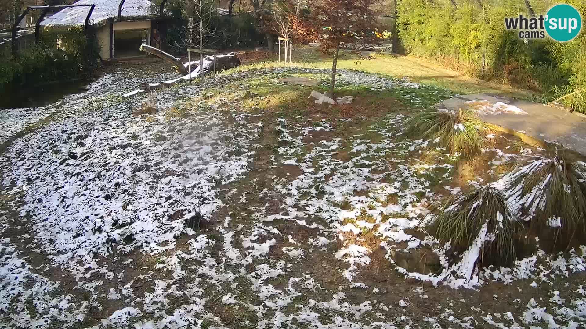 Zoo Ljubljana webcam Löwen