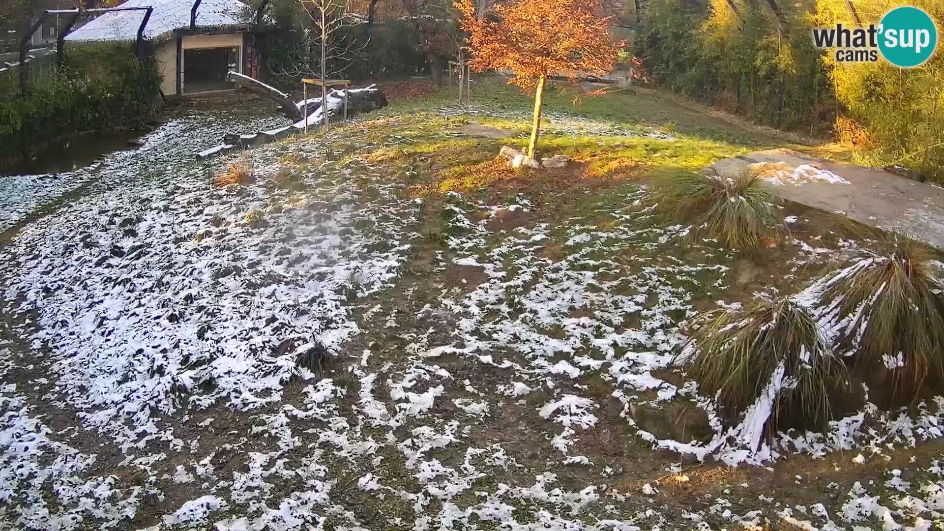 Živalski vrt Ljubljana kamera v živo Levi