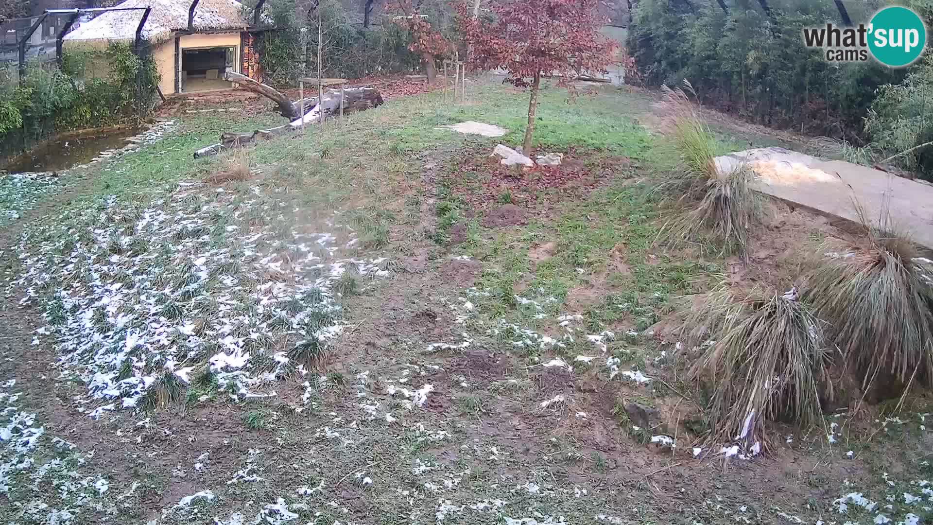 Zoo Ljubljana webcam Löwen