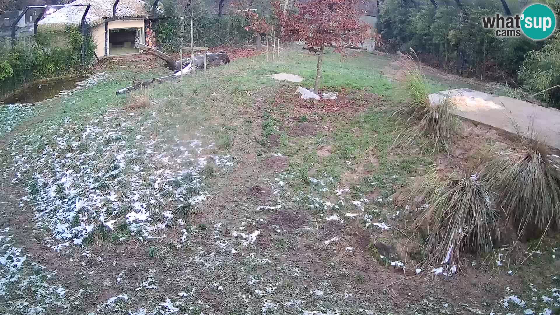 Zoo Ljubljana webcam Löwen