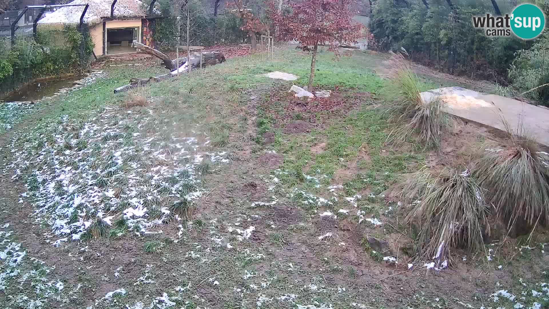 Zoo Lubiana live webcam Leoni