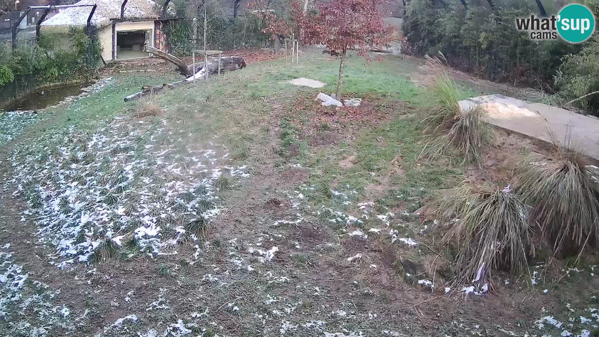 Živalski vrt Ljubljana kamera v živo Levi