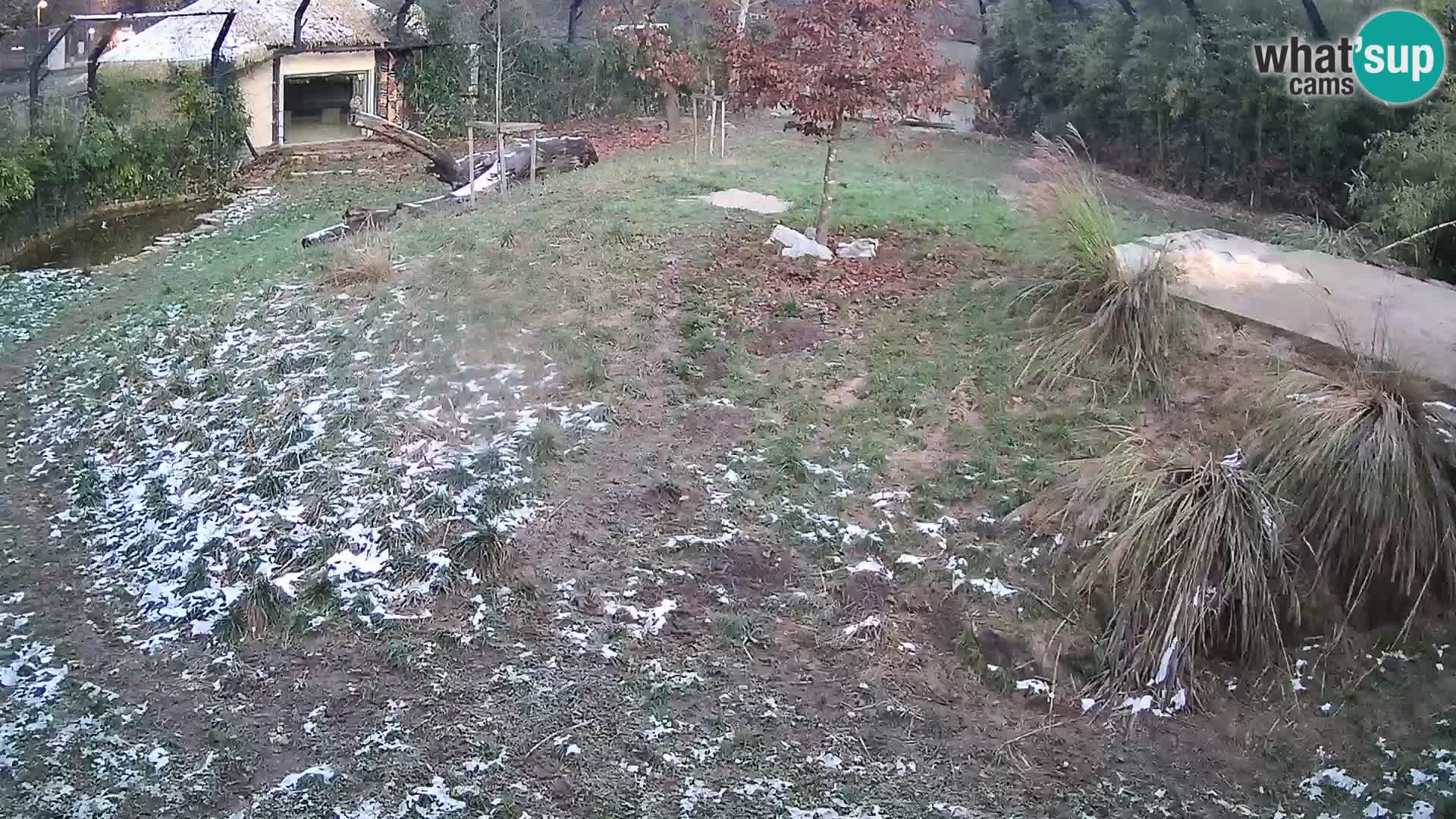 Zoo Lubiana live webcam Leoni