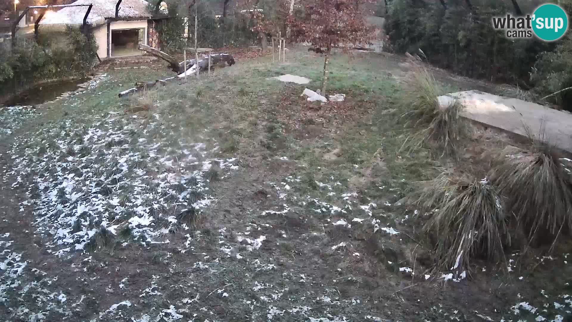 Zoo Ljubljana webcam Löwen