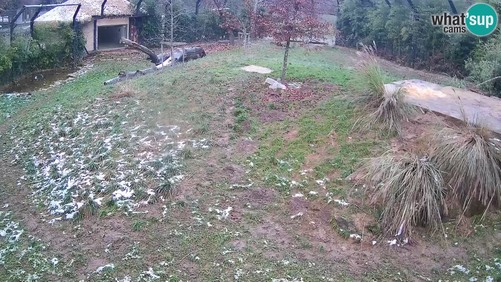 Zoo Ljubljana webcam Löwen