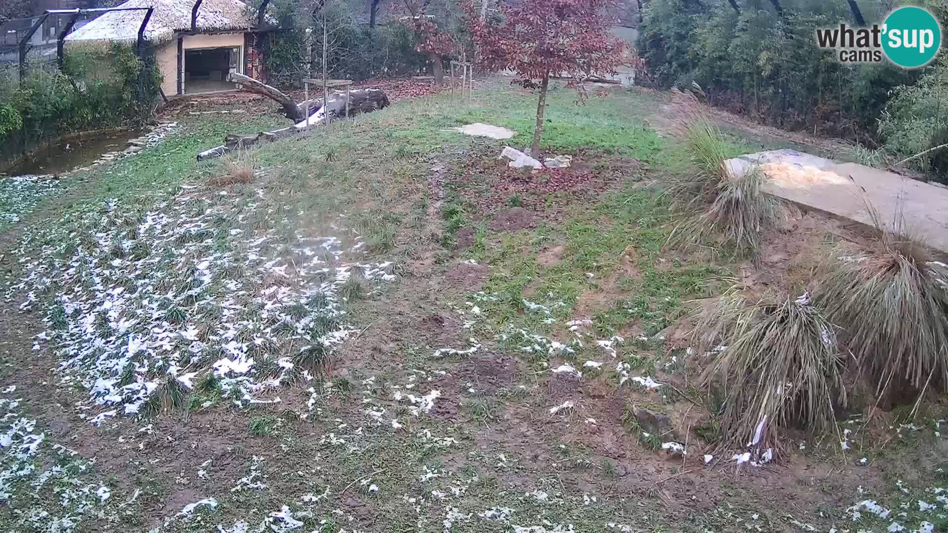 Zoo Ljubljana webcam Löwen