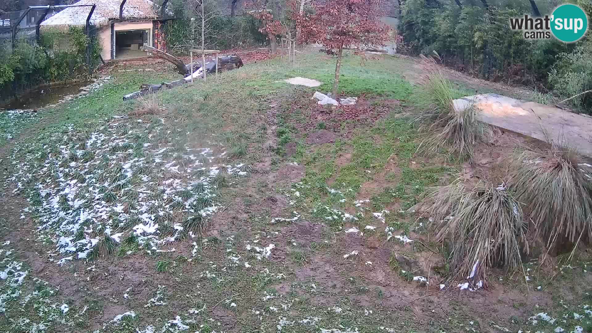 Zoo Ljubljana webcam Löwen