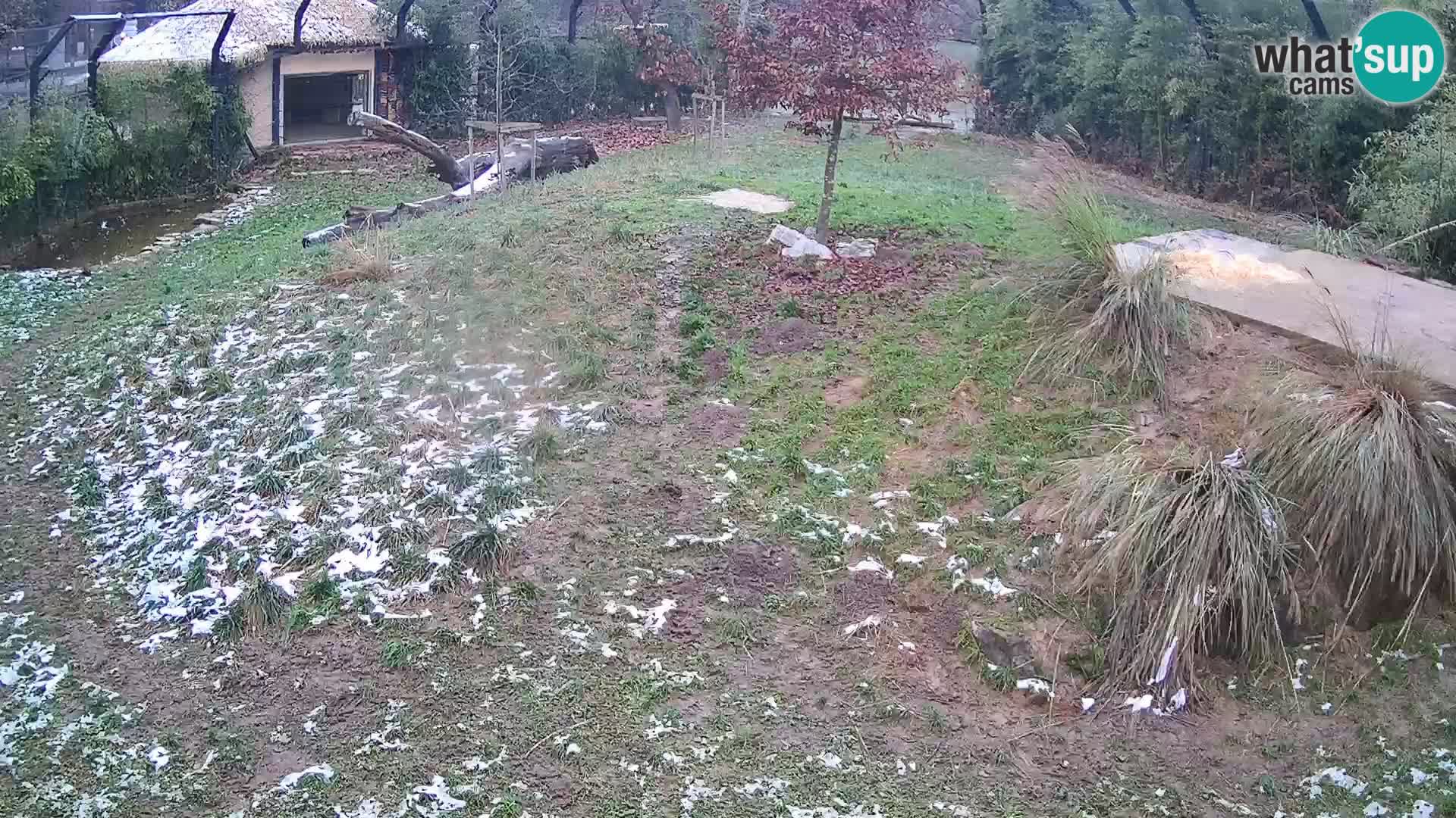 Zoo Lubiana live webcam Leoni