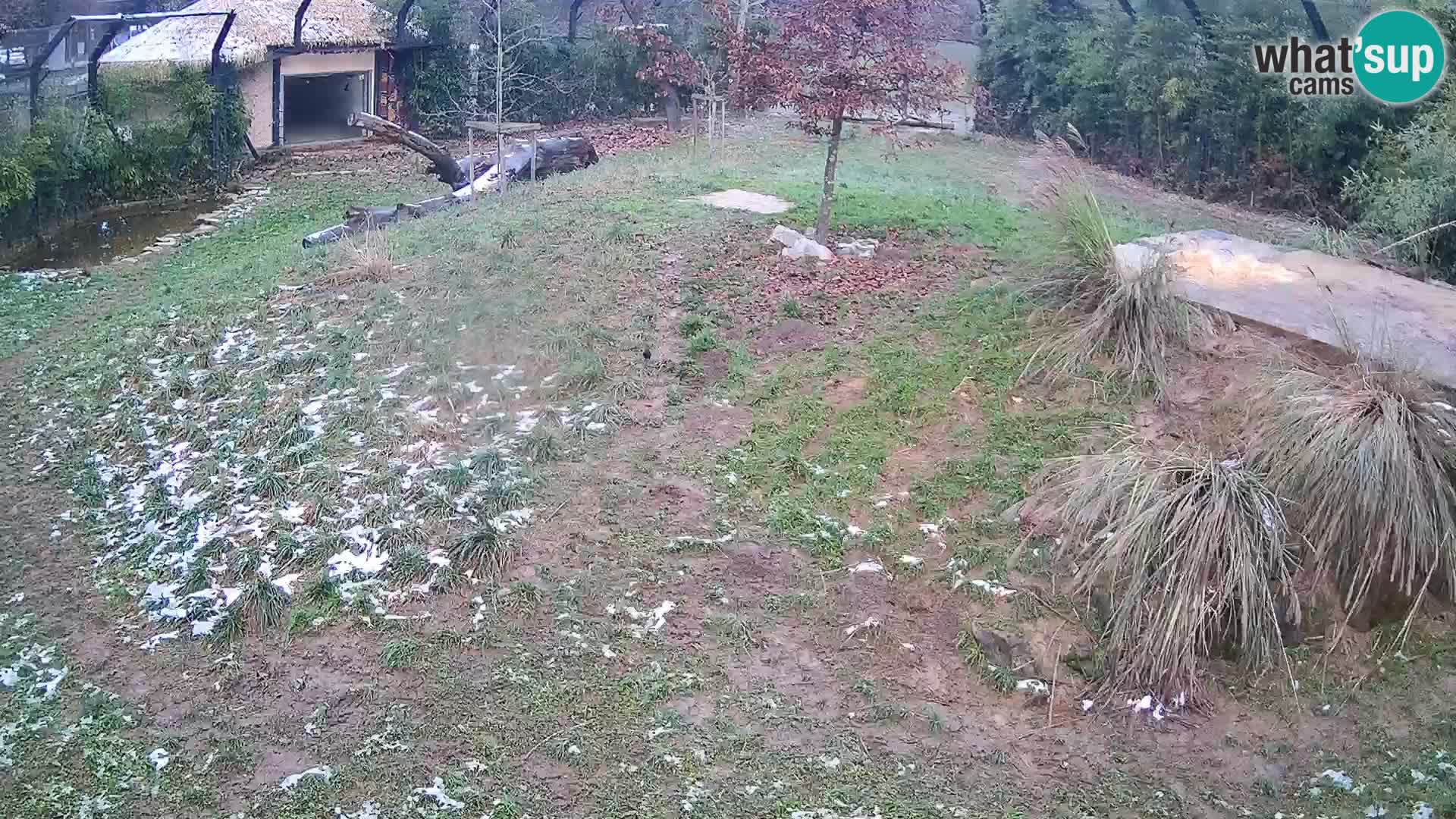 Zoo Lubiana live webcam Leoni