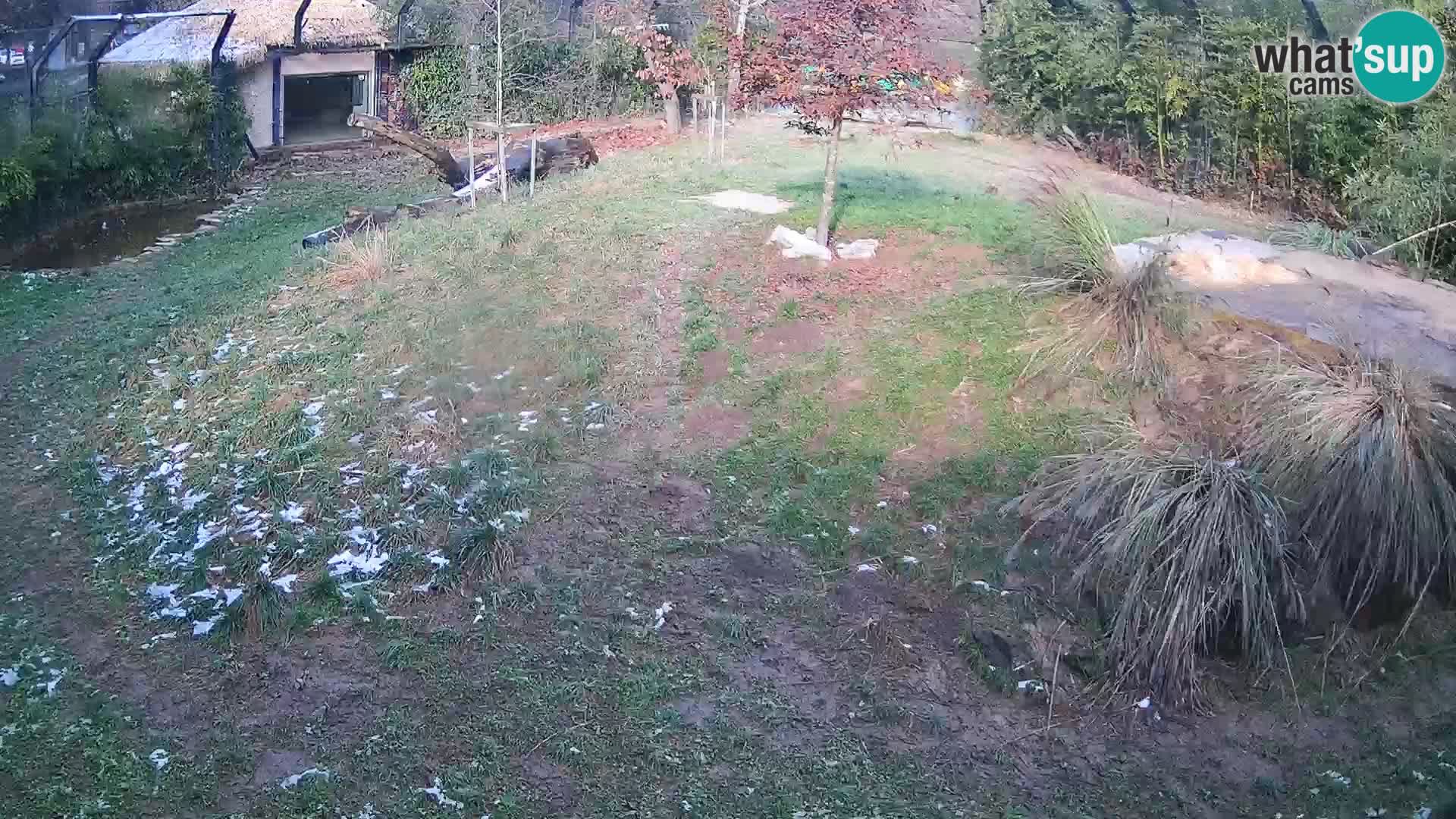 Zoo Ljubljana webcam Löwen