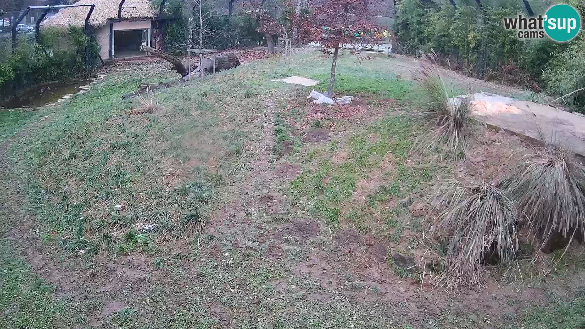 Zoo Ljubljana webcam Löwen