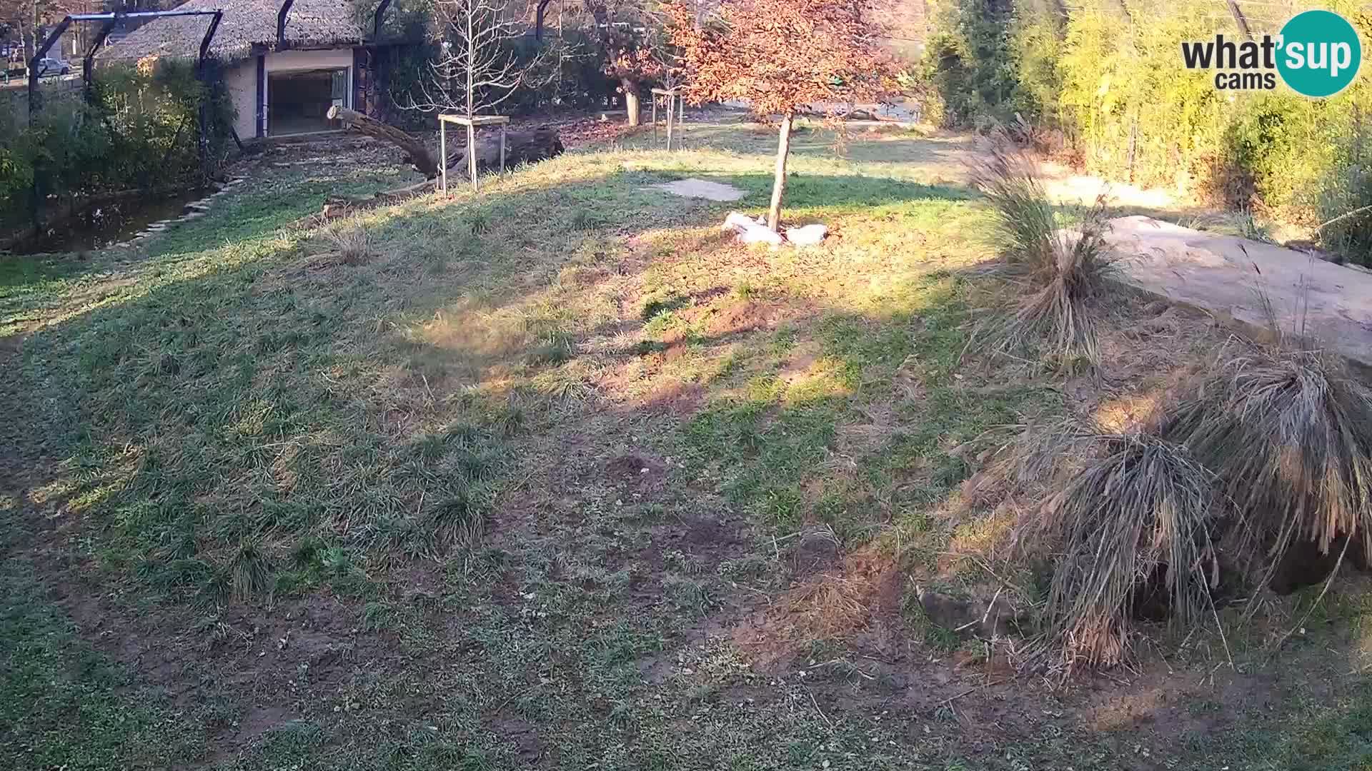 Živalski vrt Ljubljana kamera v živo Levi