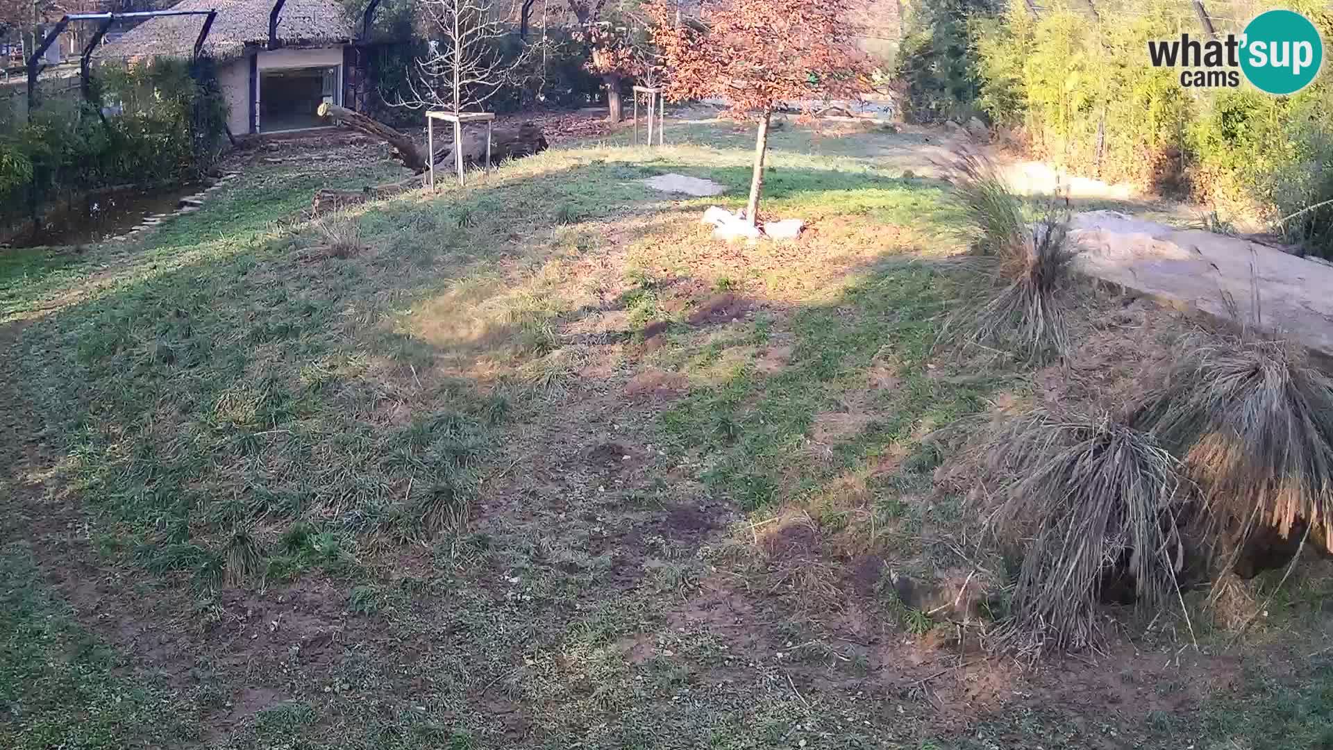 Zoo Lubiana live webcam Leoni