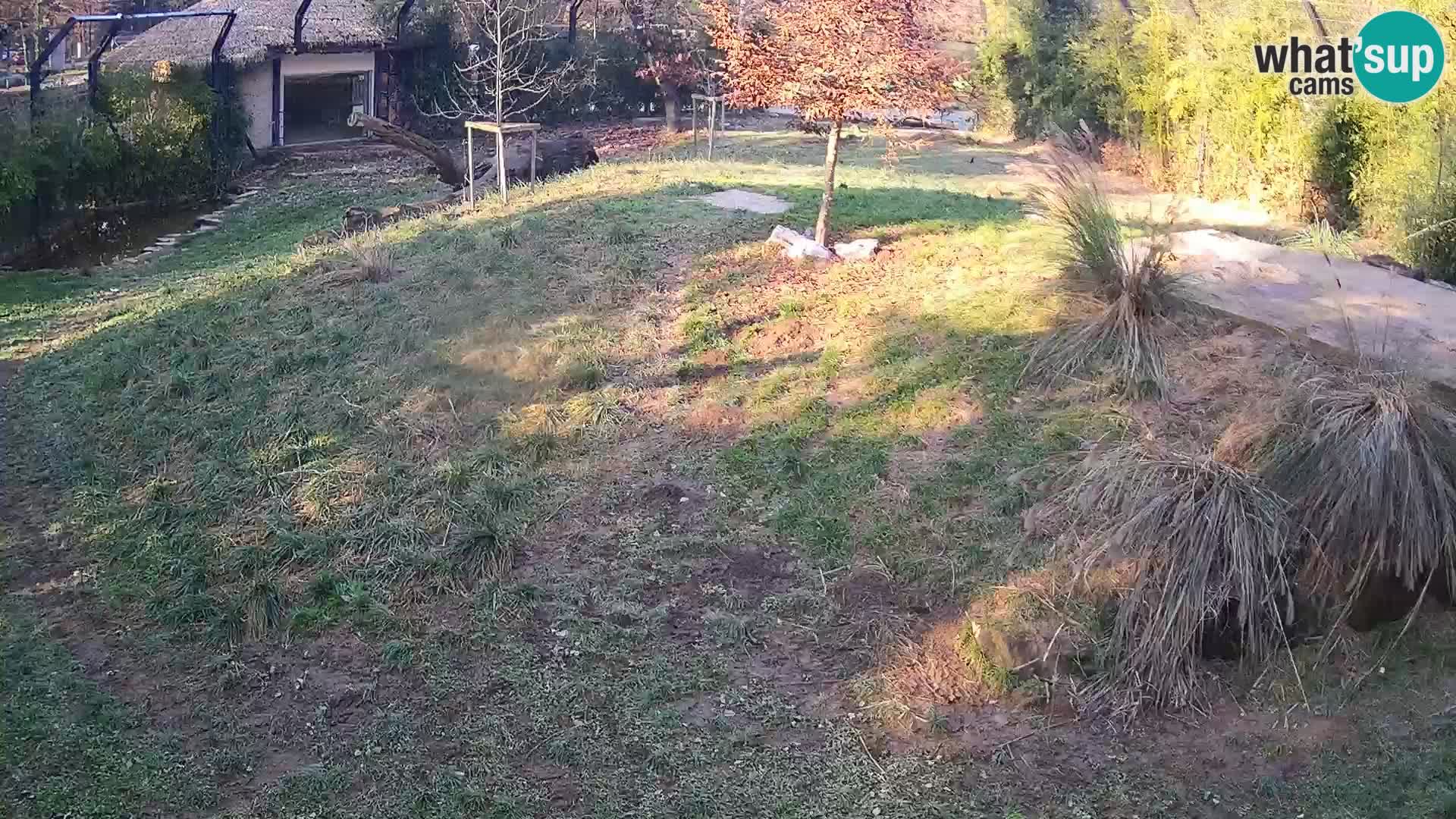 Zoo Ljubljana camera en vivo Leones