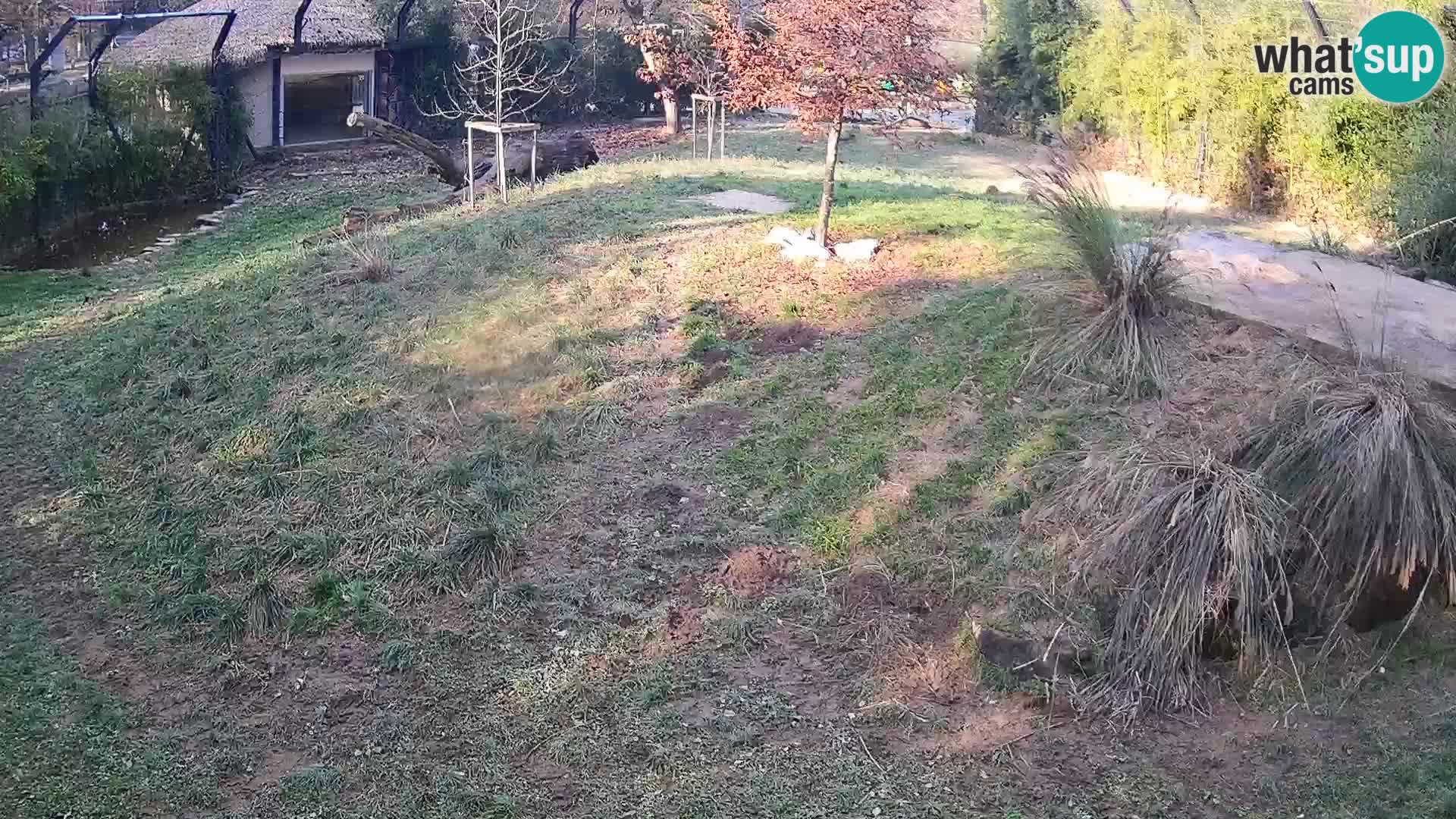 Zoo Ljubljana webcam Löwen