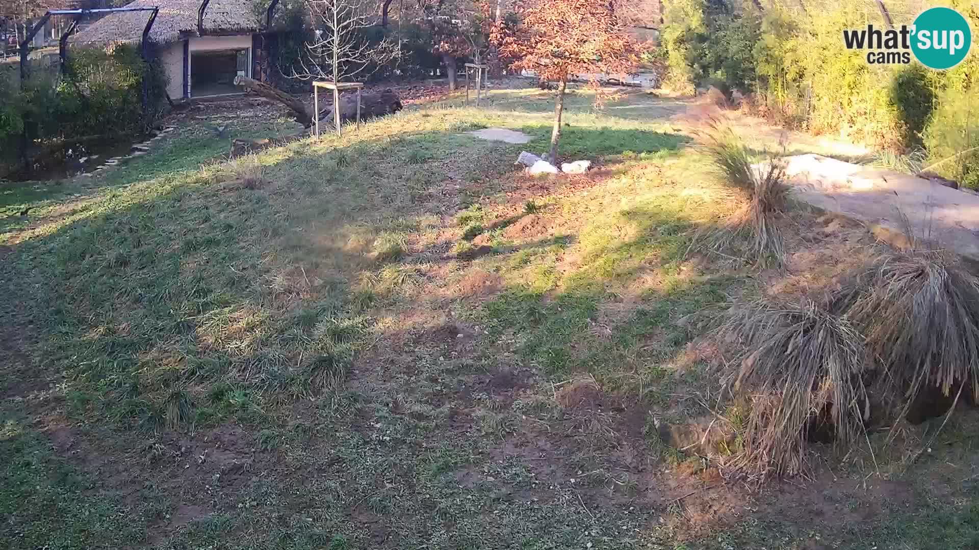 Zoo Ljubljana webcam Löwen