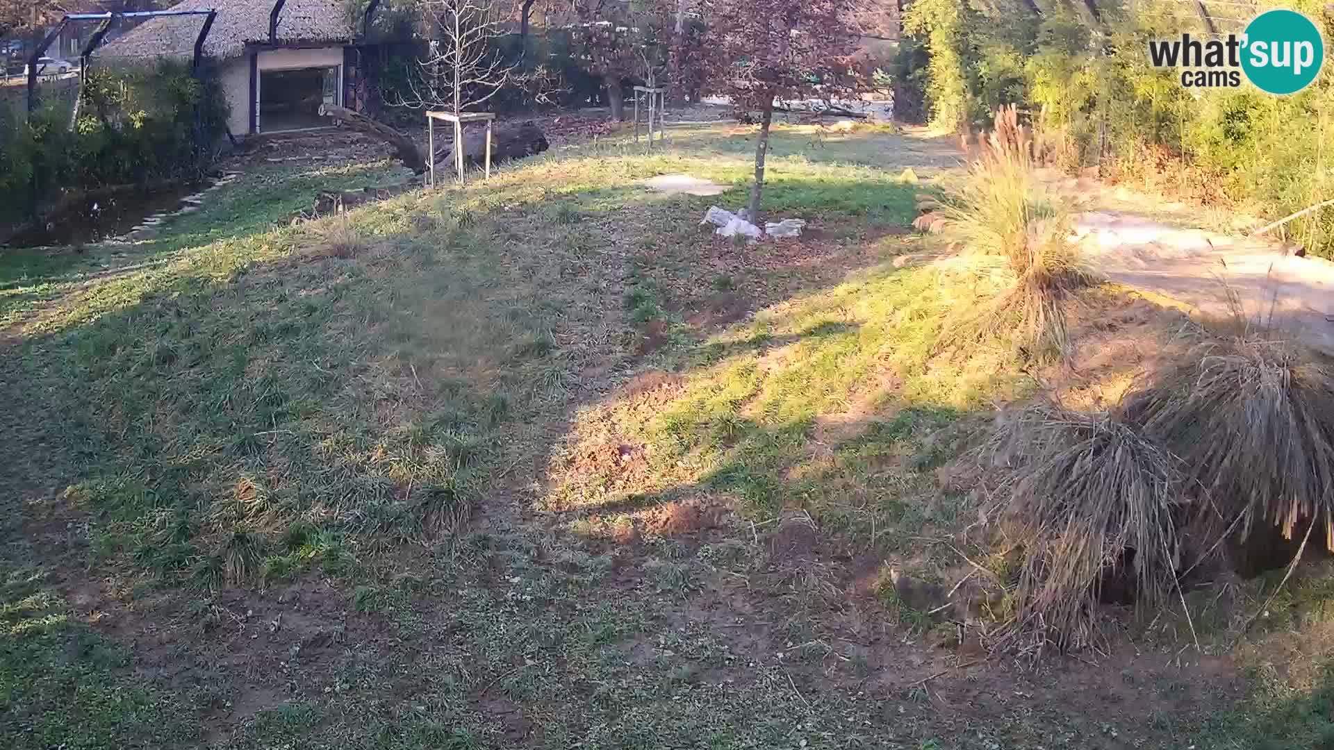 Zoo Lubiana live webcam Leoni