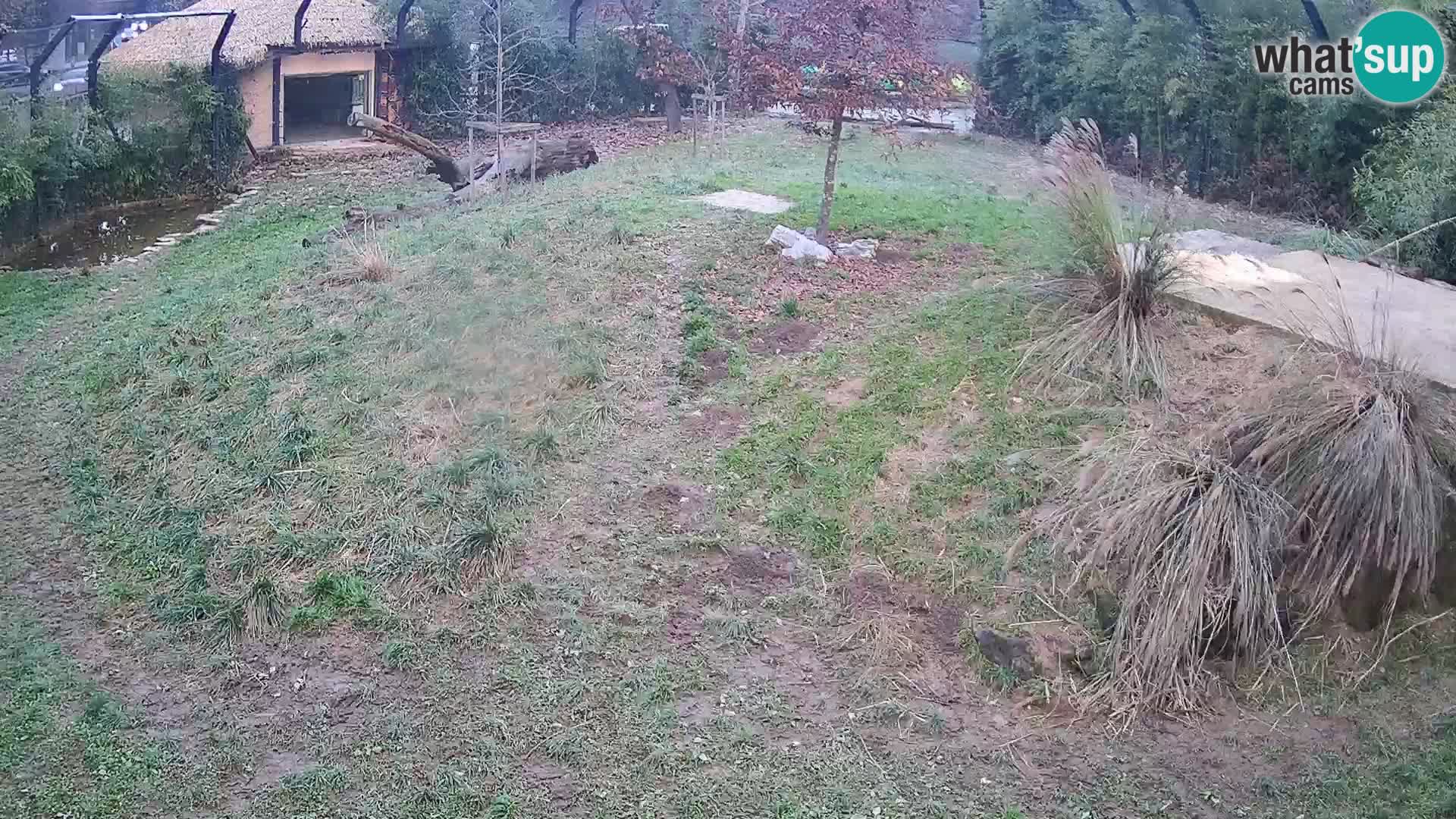 Zoo Ljubljana webcam Löwen