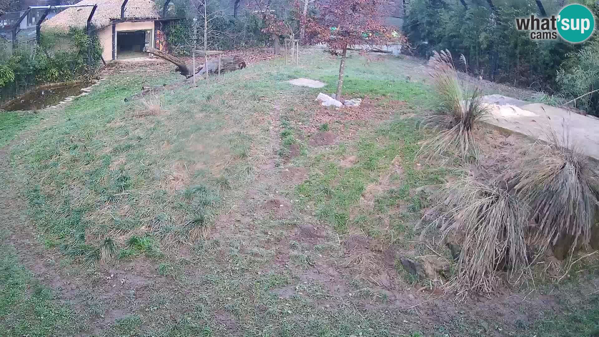 Zoo Ljubljana webcam Löwen