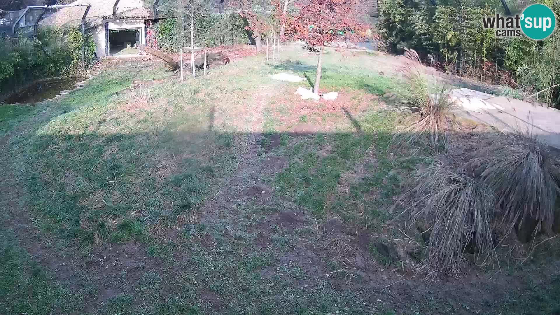 Zoo Ljubljana webcam Löwen