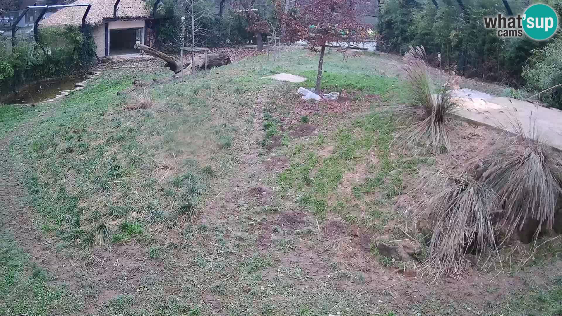 Zoo Ljubljana webcam Löwen