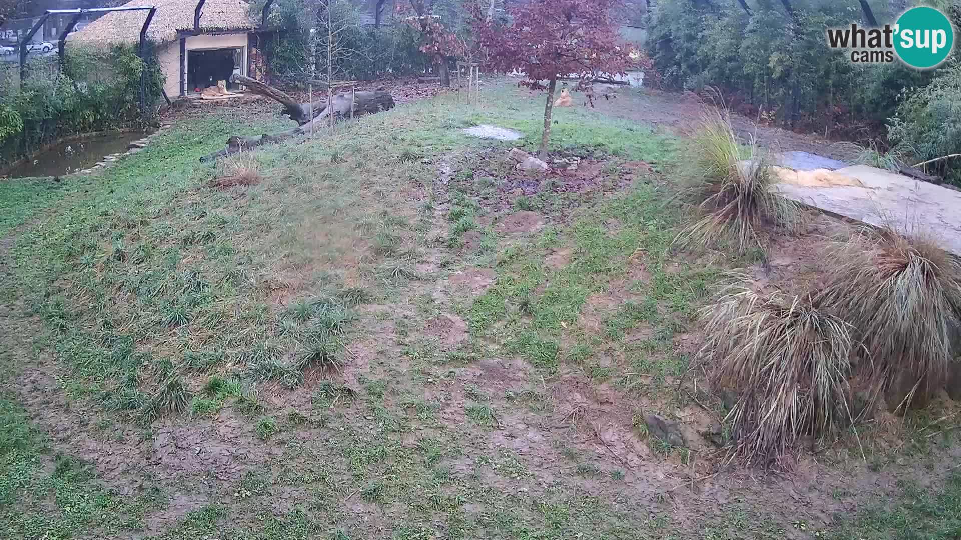 Zoo Lubiana live webcam Leoni