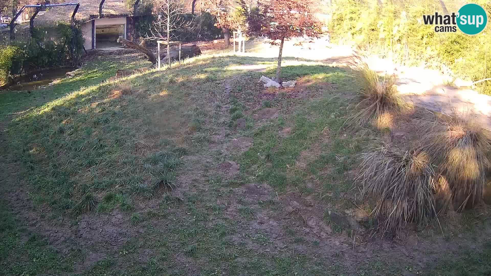 Zoo Ljubljana webcam Löwen