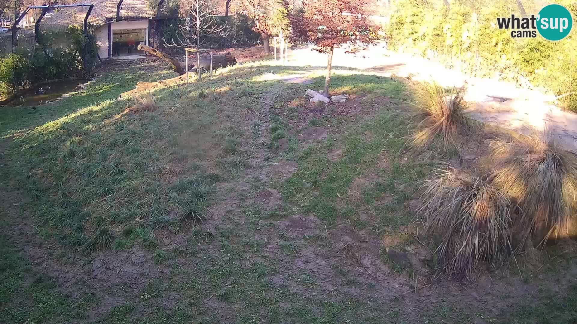 Zoo Ljubljana webcam Löwen