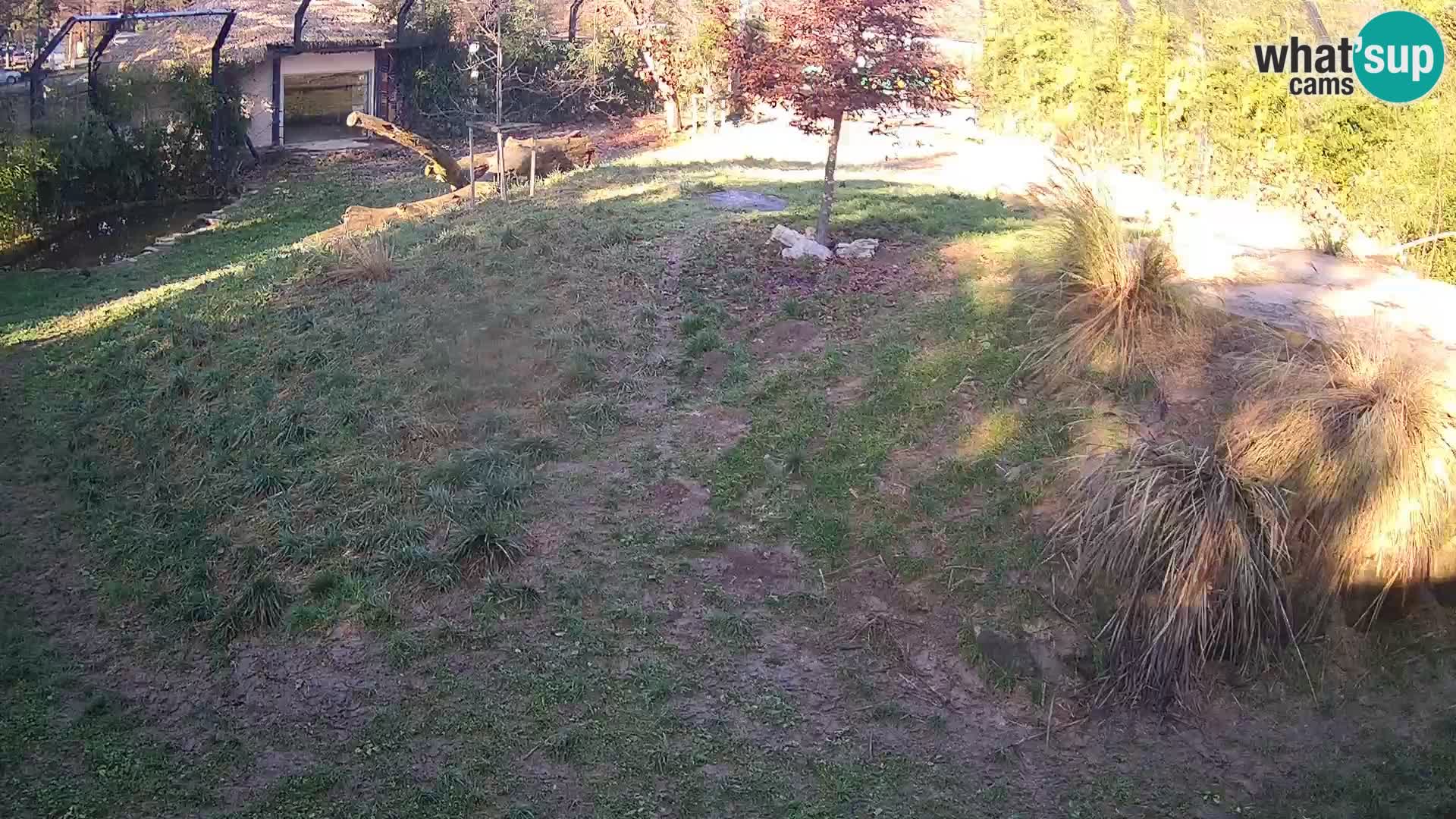 Zoo Ljubljana webcam Löwen