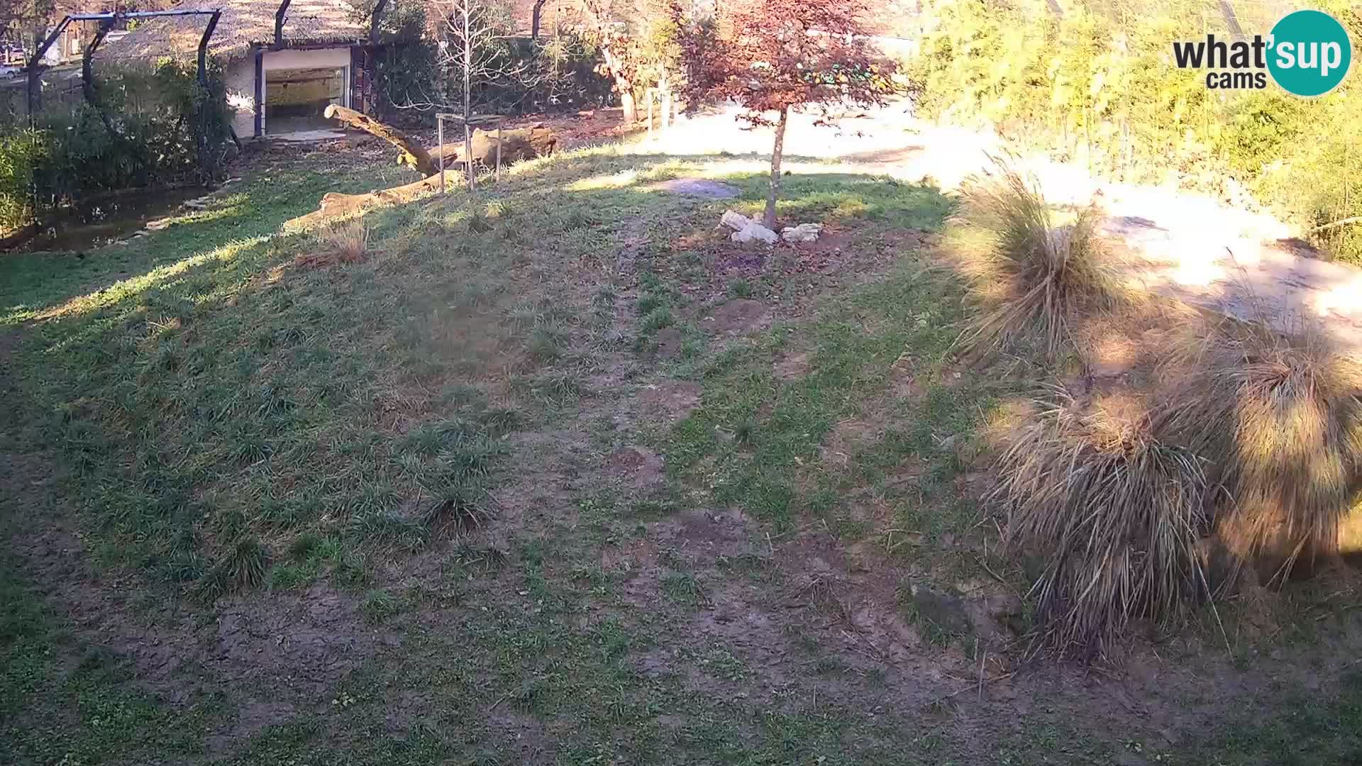 Zoo Ljubljana webcam Löwen