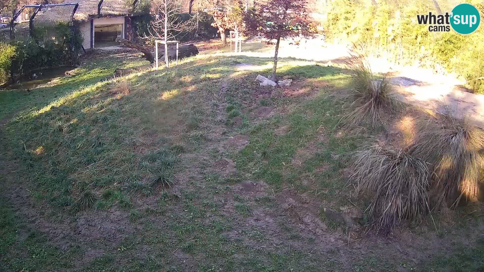 Zoo Ljubljana webcam Löwen