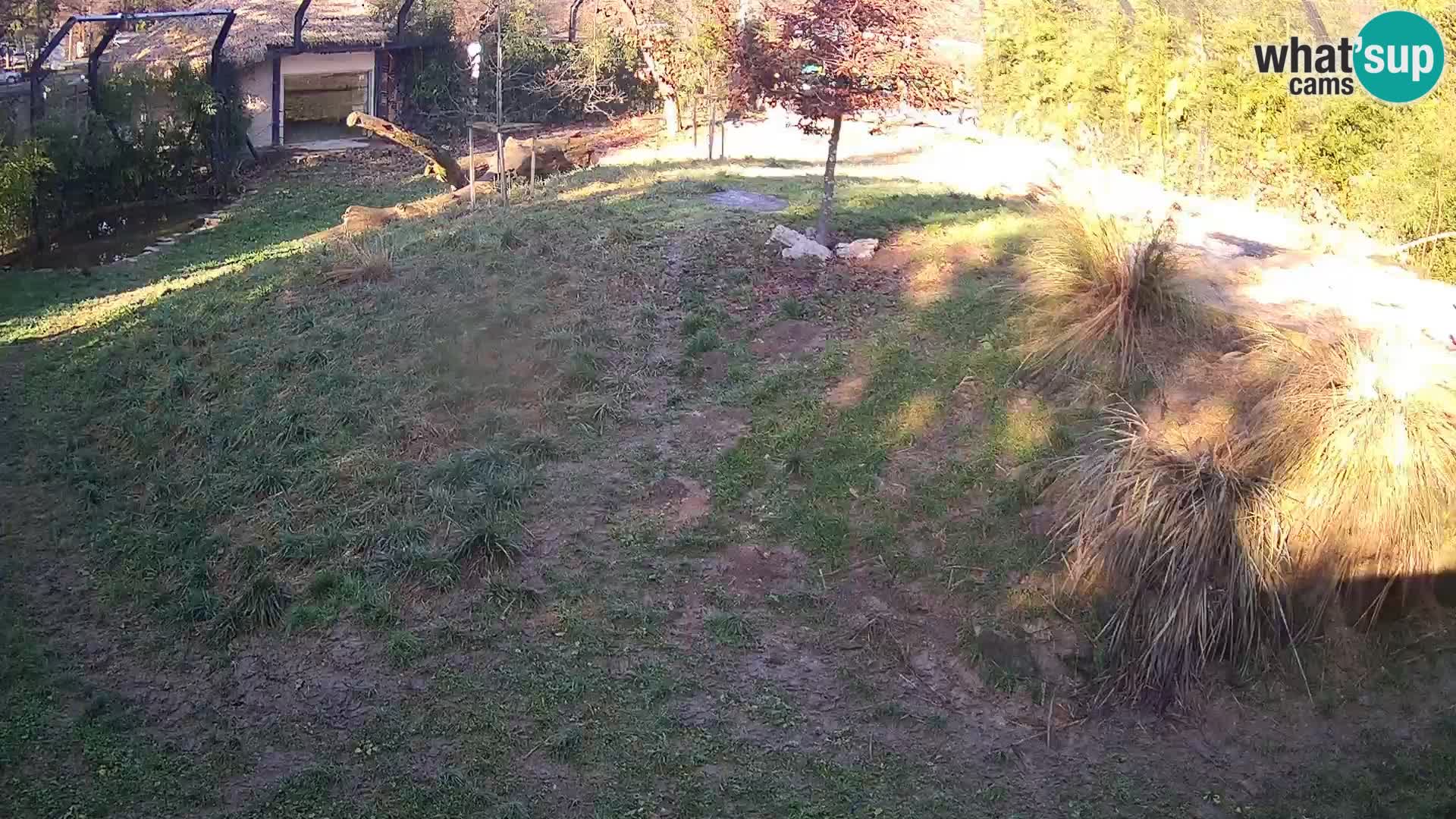 Zoo Ljubljana webcam Löwen