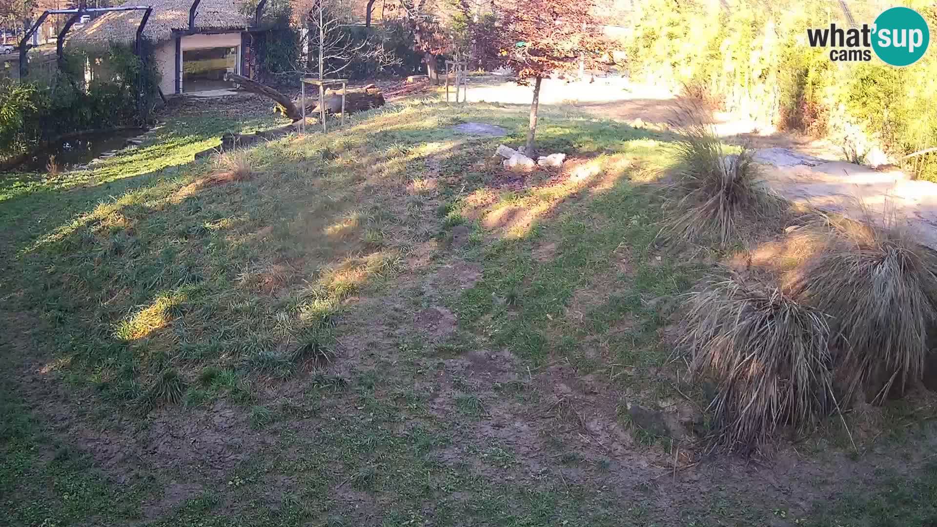 Zoo Ljubljana camera en vivo Leones