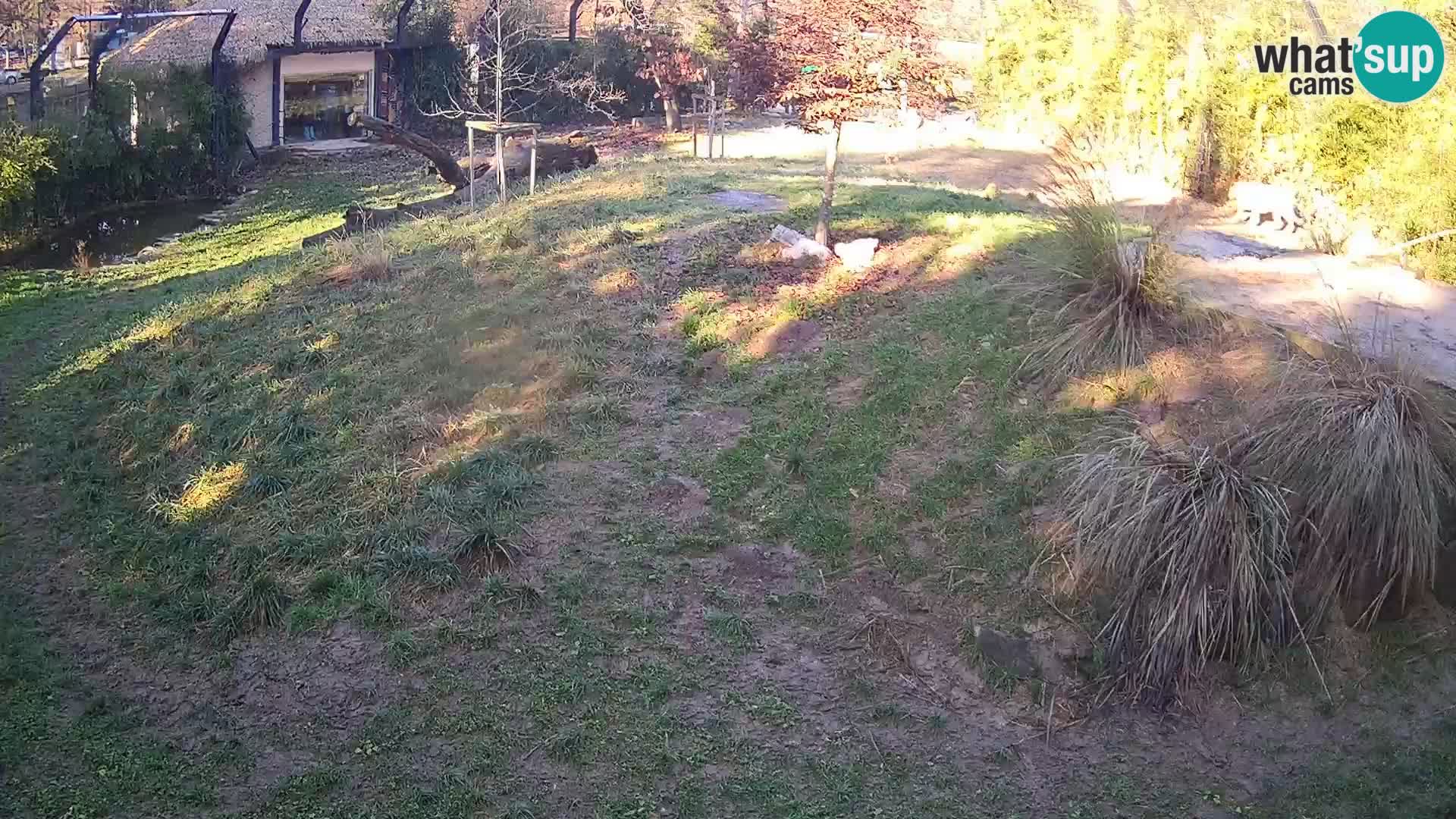 Zoo Ljubljana webcam Löwen