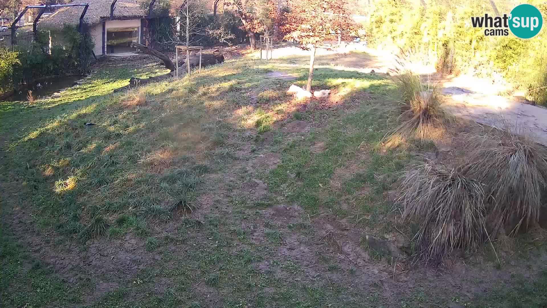 Zoo Lubiana live webcam Leoni