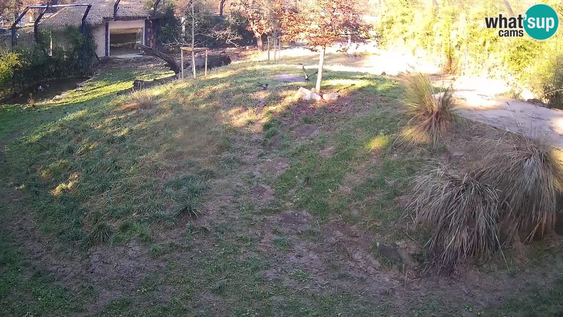 Zoo Ljubljana webcam Löwen