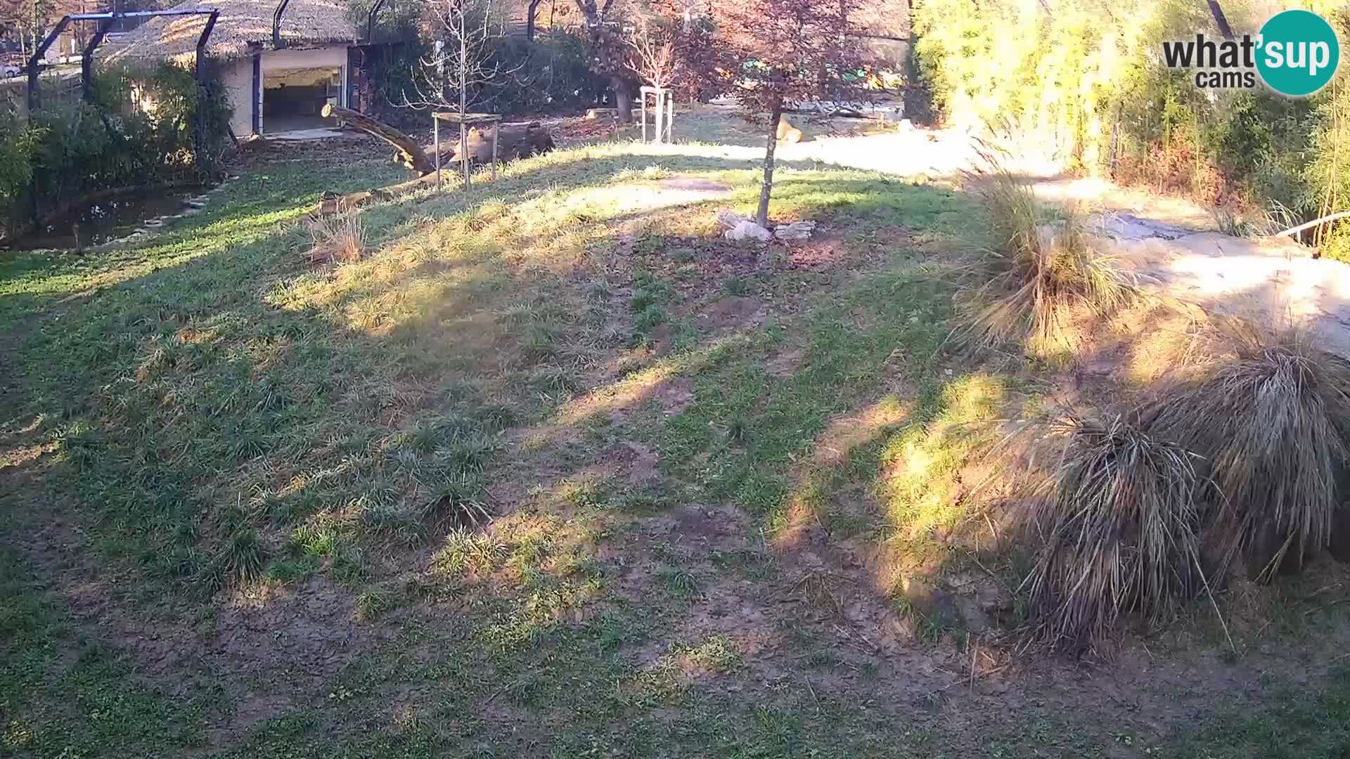 Zoo Ljubljana webcam Löwen