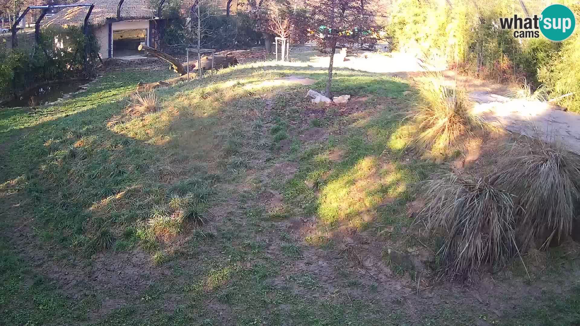 Zoo Ljubljana camera en vivo Leones