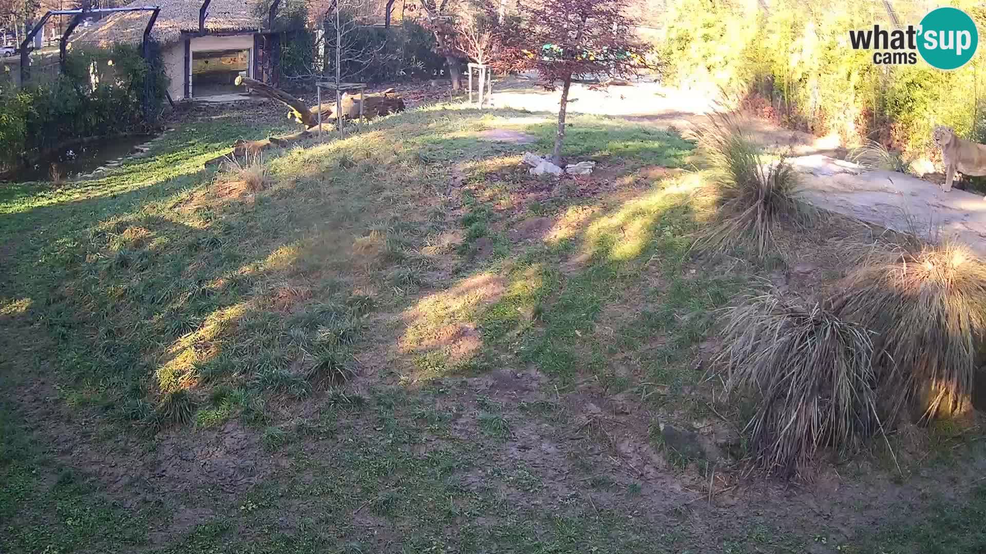 Zoo Ljubljana camera en vivo Leones