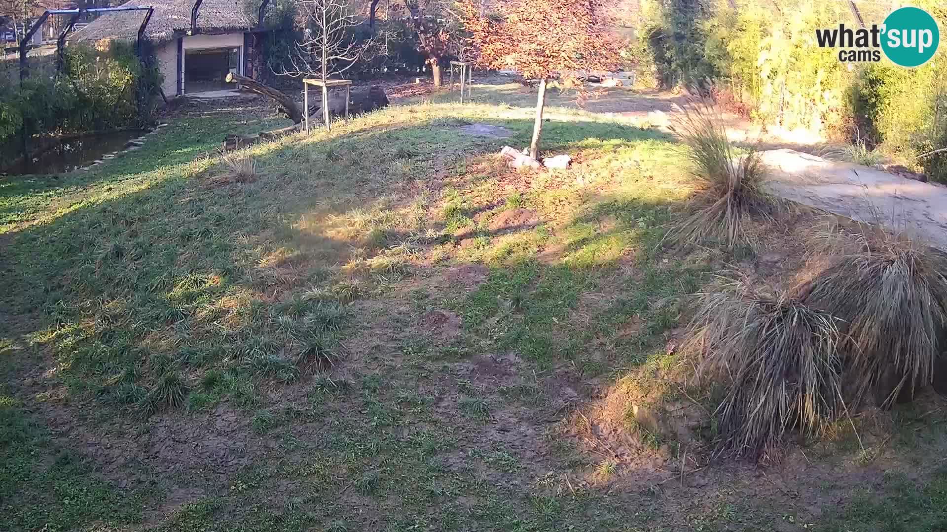 Zoo Lubiana live webcam Leoni